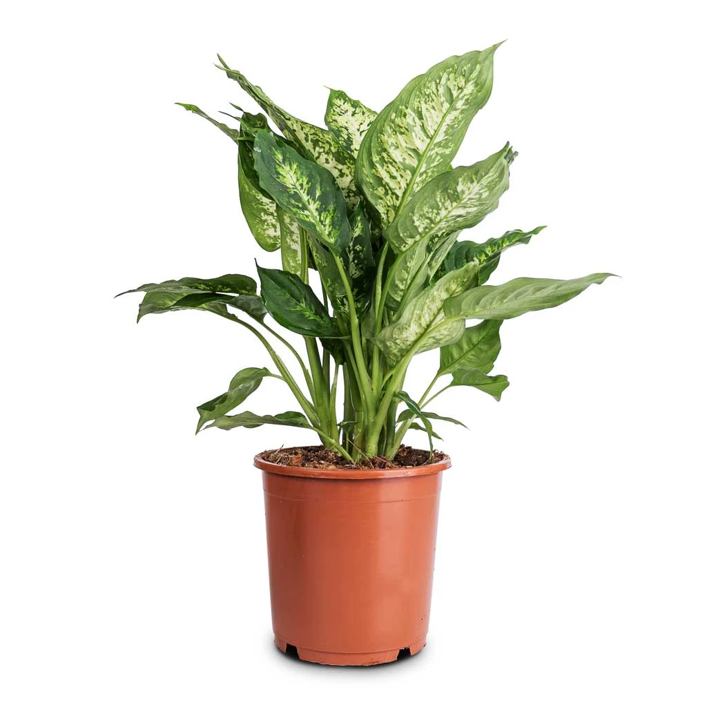 Dieffenbachia Compacta - Dumb Cane 3 Dieffenbachia Compacta - Dumb Cane - Image 3