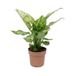 Dieffenbachia Compacta - Dumb Cane 14 Dieffenbachia Compacta - Dumb Cane -Outlet The Ever Sprout Store Dieffenbachia Compacta Dumb Cane