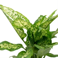 Dieffenbachia Compacta - Dumb Cane 13 Dieffenbachia Compacta - Dumb Cane -Outlet The Ever Sprout Store Dieffenbachia Compacta Dumb Cane Leaves