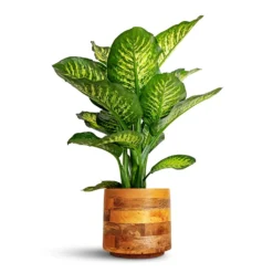 Helle Plant Pot - Natural -Outlet The Ever Sprout Store Dieffenbachia Maroba Dumb Cane 30x80cm Helle Plant Pot Natural 23x21cm 28ff0ce3 afa9 41b8 af91 205fc349d088