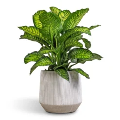 Harith Plant Pot - Ridged White Stripe -Outlet The Ever Sprout Store Dieffenbachia Maroba Dumb Cane 30x80cm 689a614d d749 4b5d 8ed2 5bdc66b0eb0f