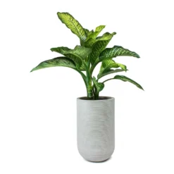 Cody Plant Vase - Ridged Cement -Outlet The Ever Sprout Store Dieffenbachia Maroba Dumb Cane Cody Plant Vase Ridged Cement f079971e 6f8b 4d5b a33a 590bcb89894d