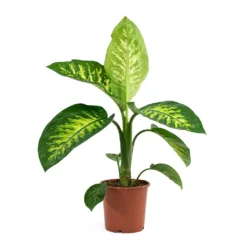 Dieffenbachia Seguine Tropic Snow - Dumb Cane 11 Dieffenbachia Seguine Tropic Snow - Dumb Cane -Outlet The Ever Sprout Store Dieffenbachia seguine Tropic Snow Dumb Cane 17cm
