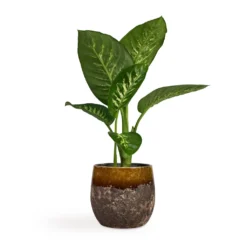 Dieffenbachia Seguine Tropic Snow - Dumb Cane 15 Dieffenbachia Seguine Tropic Snow - Dumb Cane -Outlet The Ever Sprout Store Dieffenbachia seguine Tropic Snow Dumb Cane 17x75cm Lindy Plant Pot Ochre 23x20cm