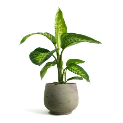 Dieffenbachia Seguine Tropic Snow - Dumb Cane 14 Dieffenbachia Seguine Tropic Snow - Dumb Cane -Outlet The Ever Sprout Store Dieffenbachia seguine Tropic Snow Dumb Cane Mini Pixie Plant Pot Grey Washed