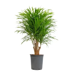 Dracaena Reflexa Anita - Branched -Outlet The Ever Sprout Store Dracaena Anita Branched 21x80cm