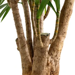 Dracaena Reflexa Anita - Branched -Outlet The Ever Sprout Store Dracaena Anita Branched SWATCH 2