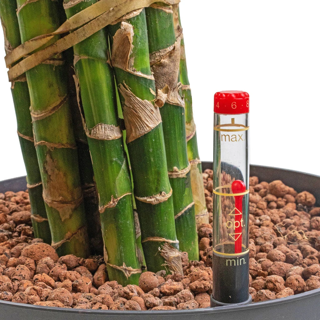 Dracaena Cintho - Branched - HydroCare 2 Dracaena Cintho - Branched - HydroCare - Image 2