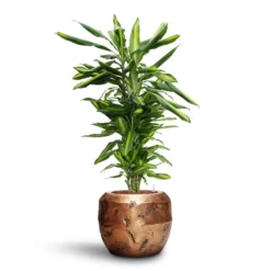 Dracaena Cintho - Branched - HydroCare 19 Dracaena Cintho - Branched - HydroCare -Outlet The Ever Sprout Store Dracaena Cintho Branched HydroCare Opus Raw Couple Planter Gold 56ea4a78 836d 46d7 8999 ceee387301a6