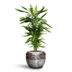 Dracaena Cintho - Branched - HydroCare 25 Dracaena Cintho - Branched - HydroCare -Outlet The Ever Sprout Store Dracaena Cintho Branched HydroCare Opus Raw Couple Planter Silver