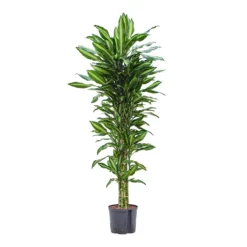 Dracaena Cintho - Branched - HydroCare 16 Dracaena Cintho - Branched - HydroCare -Outlet The Ever Sprout Store Dracaena Cintho Branched Hydroculture 22 19x150cm