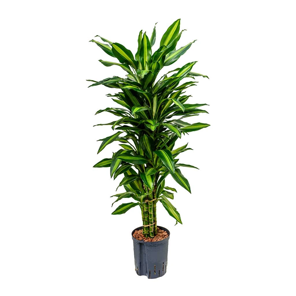 Dracaena Cintho - Branched - HydroCare 1 Dracaena Cintho - Branched - HydroCare