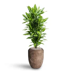 Dracaena Cintho - Branched - HydroCare 21 Dracaena Cintho - Branched - HydroCare -Outlet The Ever Sprout Store Dracaena Cintho Branched Hydroculture Polystone Coated Plain Coppa Planter Rock 91f7009e 51c8 437c 8a25 0166c18ddf0b