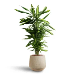 Dracaena Cintho - Branched - HydroCare 24 Dracaena Cintho - Branched - HydroCare -Outlet The Ever Sprout Store Dracaena Cintho Branched Hydroculture Raindrop Tube Round Planter Stone