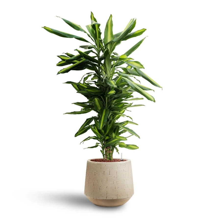 Dracaena Cintho - Branched - HydroCare 11 Dracaena Cintho - Branched - HydroCare - Image 11
