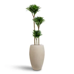 Raindrop Tall Balloon Planter - Stone -Outlet The Ever Sprout Store Dracaena Compacta Multi Stem Hydroculture 3 stems Raindrop Tall Balloon Planter Stone 37 x 60cm e80788bc 28bd 4367 9a48 f2146bacaf1c