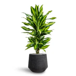 Dracaena Cintho - Branched - HydroCare 23 Dracaena Cintho - Branched - HydroCare -Outlet The Ever Sprout Store Dracaena Fragrans Cinco Branched Hydroculture Raindrop Darcy Planter Anthracite