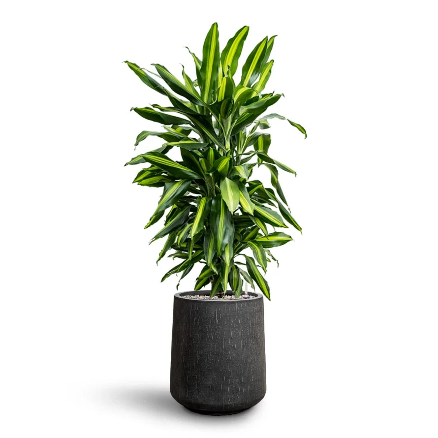 Dracaena Cintho - Branched - HydroCare 9 Dracaena Cintho - Branched - HydroCare - Image 9