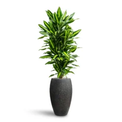 Raindrop Tall Balloon Planter - Anthracite -Outlet The Ever Sprout Store Dracaena Fragrans Cinco Branched Hydroculture Raindrop Emperor Planter Anthracite 468c2429 46f0 444a 87da a8b3ea4a0709