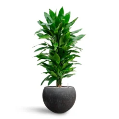 Dracaena Janet Lind - Branched - HydroCare -Outlet The Ever Sprout Store Dracaena Fragrans Janet Lind Multi Stem Hydroculture Raindrop Globe Planter Anthracite