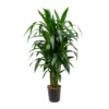 Dracaena Janet Craig - Branched - HydroCare