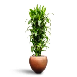 Dracaena Janet Craig - Branched - HydroCare -Outlet The Ever Sprout Store Dracaena Janet Craig Branched Hydroculture30 27 x 160cm Metallic Couple Plant Pot Matt Copper50 x 45cm