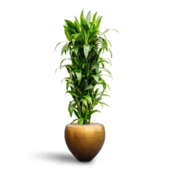 Dracaena Janet Craig - Branched - HydroCare -Outlet The Ever Sprout Store Dracaena Janet Craig Branched Hydroculture30 27 x 160cm Metallic Couple Plant Pot Matt Honey 50 x 45cm