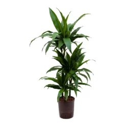 Dracaena Janet Craig - Multi Stem - HydroCare -Outlet The Ever Sprout Store Dracaena Janet Craig Hydroculture Indoor Plant 3Stems Small