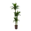 Dracaena Janet Craig - Multi Stem - HydroCare