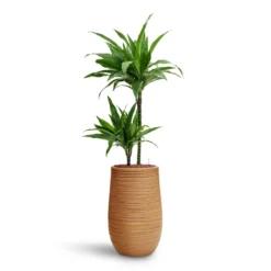 Dracaena Janet Craig - Multi Stem - HydroCare -Outlet The Ever Sprout Store Dracaena Janet Craig Multi Stem HydroCare Dune Partner Planter Almond