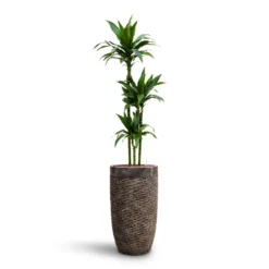 Dracaena Janet Craig - Multi Stem - HydroCare -Outlet The Ever Sprout Store Dracaena Janet Craig Multi Stem HydroCare Luxe Lite Layer Partner Planter Bronze