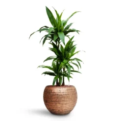 Dracaena Janet Craig - Multi Stem - HydroCare -Outlet The Ever Sprout Store Dracaena Janet Craig Multi Stem HydroCare Opus Hammered Globe Planter Gold