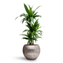 Dracaena Janet Craig - Multi Stem - HydroCare -Outlet The Ever Sprout Store Dracaena Janet Craig Multi Stem HydroCare Opus Hammered Globe Planter Silver