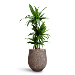 Dracaena Janet Craig - Multi Stem - HydroCare -Outlet The Ever Sprout Store Dracaena Janet Craig Multi Stem HydroCare Opus Hit Darcy Planter Gold