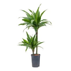 Dracaena Janet Craig - Multi Stem - HydroCare -Outlet The Ever Sprout Store Dracaena Janet Craig Multi Stem Hydroculture 15 19x90cm 2Stems