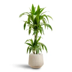 Dracaena Janet Craig - Multi Stem - HydroCare -Outlet The Ever Sprout Store Dracaena Janet Craig Multi Stem Hydroculture2 stems Raindrop Tube Round Planter Stone 30 x 26cm