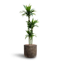 Dracaena Janet Craig - Multi Stem - HydroCare -Outlet The Ever Sprout Store Dracaena Janet Craig Multi Stem Hydroculture3 stems Luxe Lite Waterfall Cylinder Planter Bronze 40 x 38cm