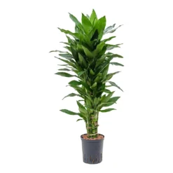 Dracaena Janet Lind - Branched - HydroCare -Outlet The Ever Sprout Store Dracaena Janet Lind Branched Hydroculture Indoor Plant Small