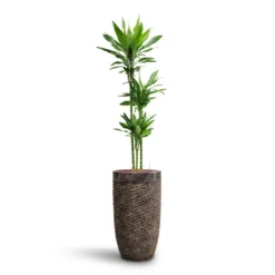 Luxe Lite Layer Partner Planter - Bronze 15 Luxe Lite Layer Partner Planter - Bronze -Outlet The Ever Sprout Store Dracaena Janet Lind Multi Stem HydroCare Luxe Lite Layer Partner Planter Bronze 969a4eac 356c 46b2 a4e5 645d6698b90d