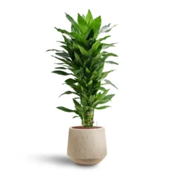 Dracaena Janet Lind - Branched - HydroCare -Outlet The Ever Sprout Store Dracaena Janet Lind Multi Stem Hydroculture 3 stems Raindrop Tube Round Planter Stone 30 x 26cm