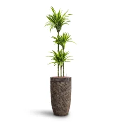 Luxe Lite Layer Partner Planter - Bronze 22 Luxe Lite Layer Partner Planter - Bronze -Outlet The Ever Sprout Store Dracaena Lemon lime Multi Stem HydroCare Luxe Lite Layer Partner Planter Bronze 52202542 a43e 4d77 b176 6f82d57c5970