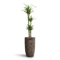 Luxe Lite Layer Partner Planter - Bronze 18 Luxe Lite Layer Partner Planter - Bronze -Outlet The Ever Sprout Store Dracaena Warneckii Multi Stem HydroCare Luxe Lite Layer Partner Planter Bronze c939cab1 c447 465e aa52 94f865d44c2d