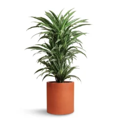 Dracaena Deremensis Warneckii - Branched 14 Dracaena Deremensis Warneckii - Branched -Outlet The Ever Sprout Store Dracaena deremensis Warneckii Branched 24x90cm Max Refined Planter Canyon Orange 29x29.5cm e45807ea 2b5b 4ac1 8804 6e089714097f