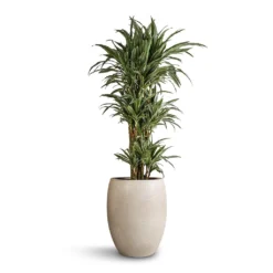 Dracaena Deremensis Warneckii - Branched 12 Dracaena Deremensis Warneckii - Branched -Outlet The Ever Sprout Store Dracaena deremensis Warneckii Branched 27 x 120cm Grigio Tall Balloon Planter Antique White Concrete 40 x 50cm