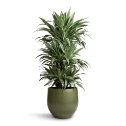 Dracaena Deremensis Warneckii - Branched 15 Dracaena Deremensis Warneckii - Branched -Outlet The Ever Sprout Store Dracaena deremensis Warneckii Branched 27x120cm Zembla Plant Pot Green 35x32cm