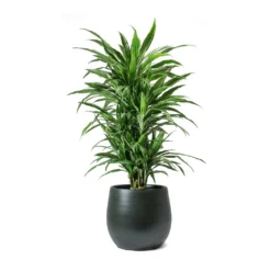 Dracaena Deremensis Warneckii - Branched 16 Dracaena Deremensis Warneckii - Branched -Outlet The Ever Sprout Store Dracaena deremensis Warneckii Branched Esra Plant Pot Dark Green