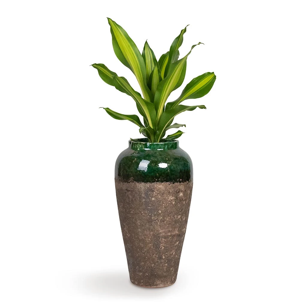 Lindy Bottle Plant Vase - Black Green 3 Lindy Bottle Plant Vase - Black Green - Image 3
