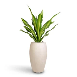 Outlet The Ever Sprout Store -Outlet The Ever Sprout Store Dracaena fragrans Burley 24x100cm Raindrop Tall Balloon Planter Stone 37x60cm