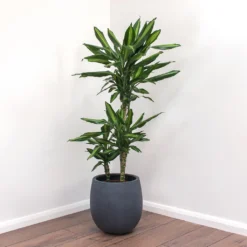 Dracaena Fragrans Cintho - Multi Stem -Outlet The Ever Sprout Store Dracaena fragrans Cintho Balloon Plant Pot Natural Concrete