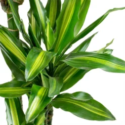 Dracaena Cintho - Branched - HydroCare 17 Dracaena Cintho - Branched - HydroCare -Outlet The Ever Sprout Store Dracaena fragrans Cintho Leaves ab958d53 bedb 408c 85ce 6af32735502a